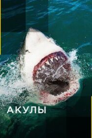 Постер к Акулы смотреть онлайн на HD Rezka