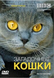 Постер к BBC: Загадочные кошки смотреть онлайн на HD Rezka