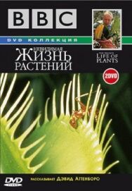 Постер к BBC: Невидимая жизнь растений смотреть онлайн на HD Rezka