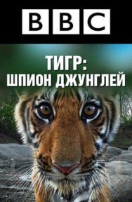 Постер к BBC: Тигр — Шпион джунглей смотреть онлайн на HD Rezka