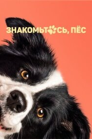 Постер к Знакомьтесь, пёс смотреть онлайн на HD Rezka