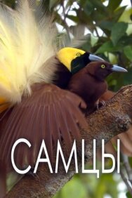 Постер к Самцы смотреть онлайн на HD Rezka