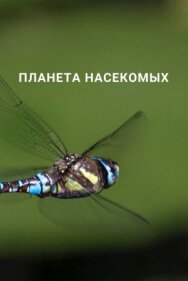 Постер к Планета насекомых смотреть онлайн на HD Rezka